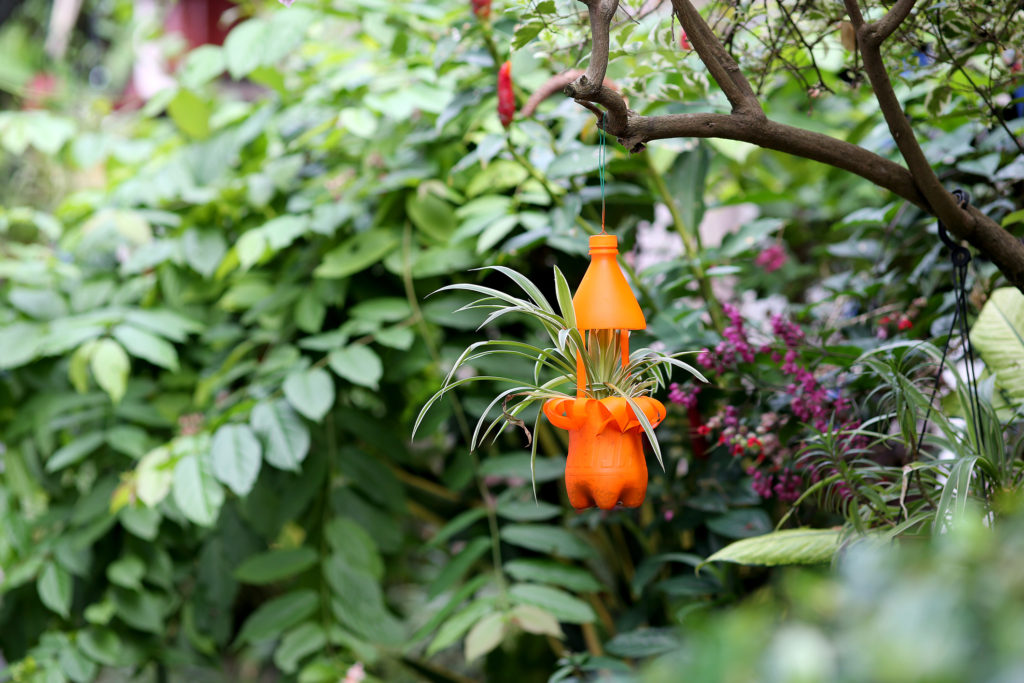 Plastic bottle reused as hanging flower pot in garden.