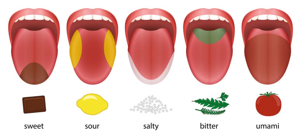 Tongue with five taste areas sweet, sour, salty, bitter and umami