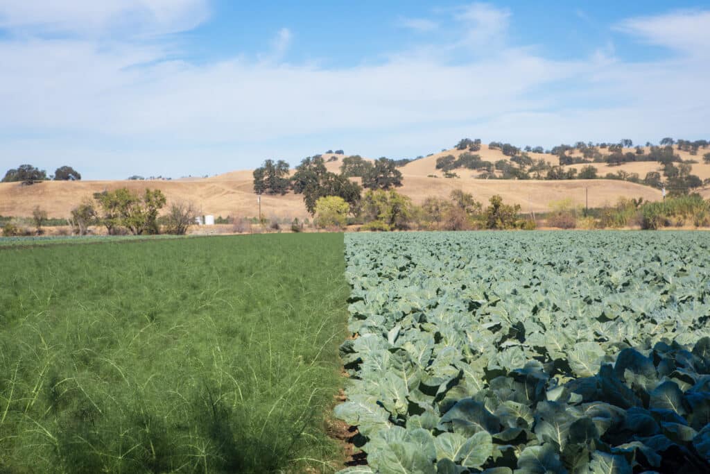 Capay Farms