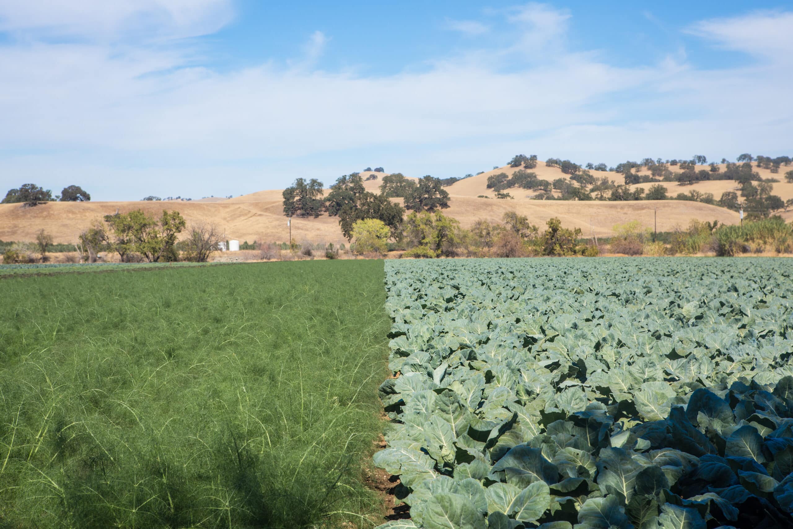 Capay Farms