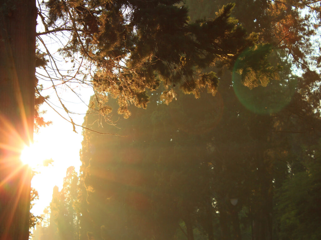 Sunrays at sunset in park