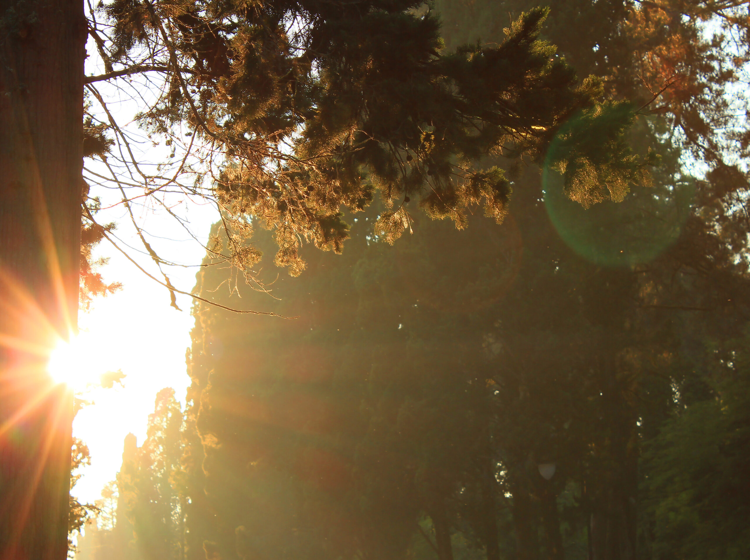 Sunrays at sunset in park